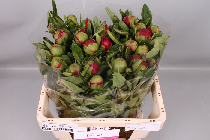 <h4>Paeonia Red Charm</h4>