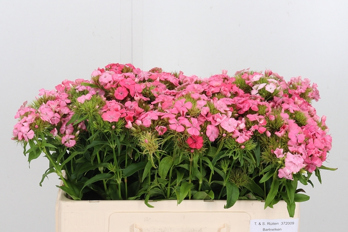 <h4>Di Barb Pink Beauty</h4>