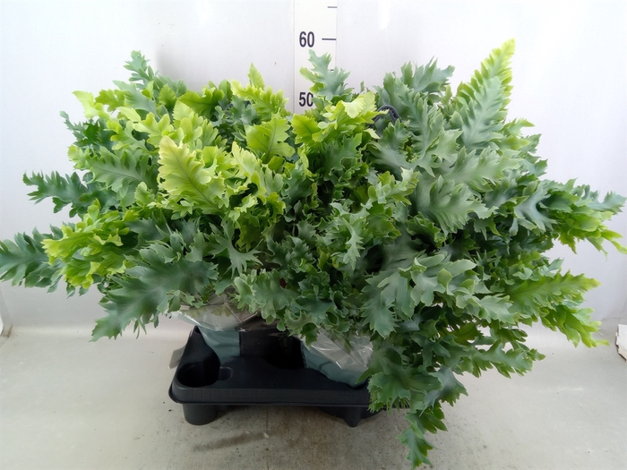 <h4>Phlebodium aureum 'Davana'</h4>