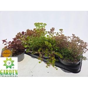Sedum Gem