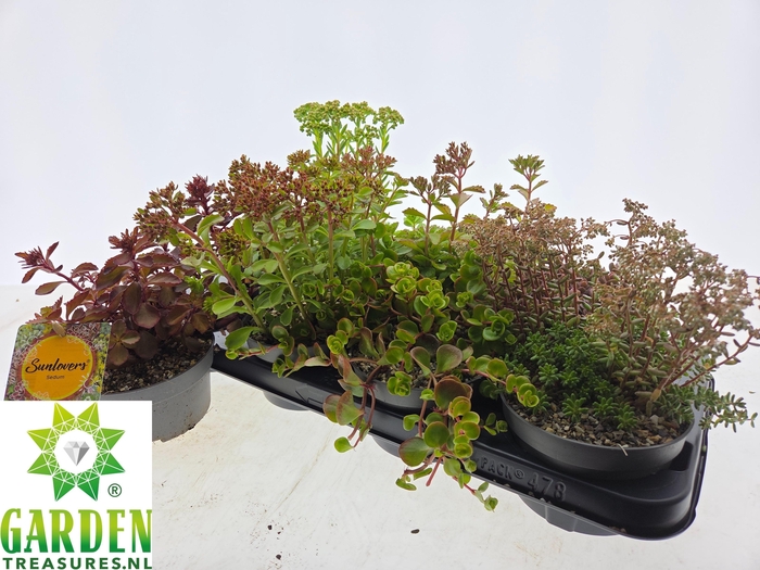 <h4>Sedum Gem</h4>