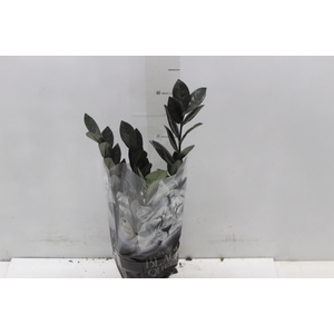 ZAMIOCULCAS BLACK QUEEN P14