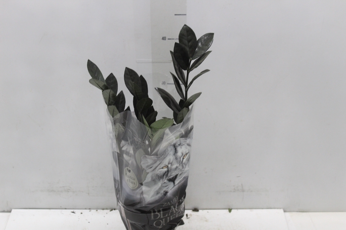 <h4>ZAMIOCULCAS BLACK QUEEN P14</h4>