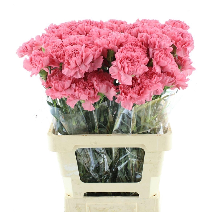 <h4>DI ST BETSY</h4>