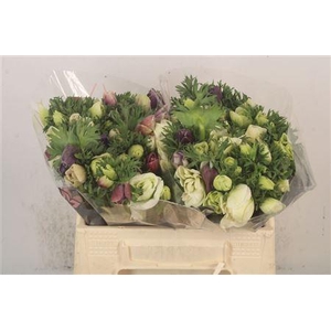 Anemone Galil Pastel