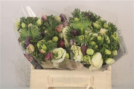 Anemone Galil Pastel