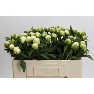 Paeonia Duchesse De Nemours