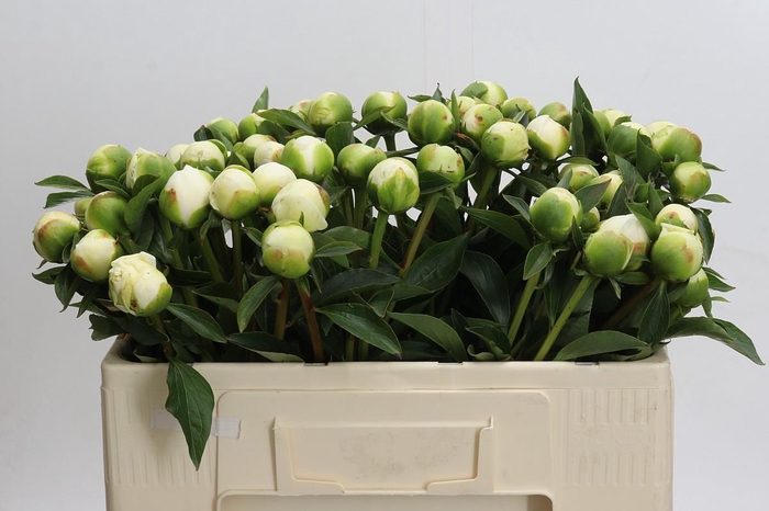 Paeonia Duchesse De Nemours