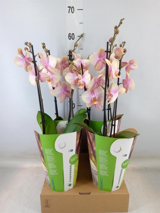 <h4>Phalaenopsis  'Peaches'</h4>