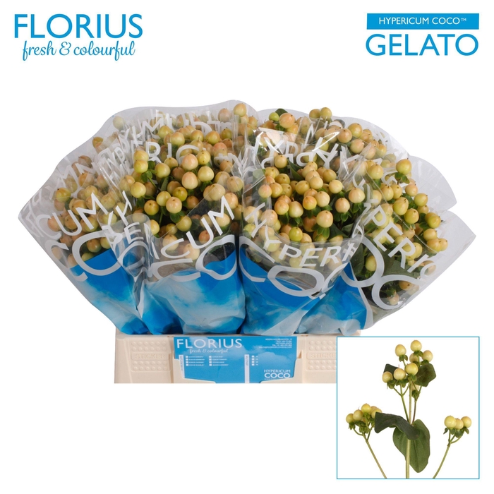 <h4>HYP COCO GELATO</h4>