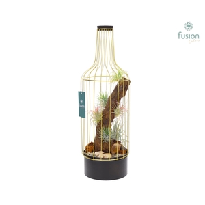 Metaal fles goudzwart Large met Tillandsia Air Plants