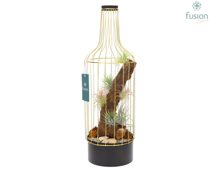 <h4>Metaal fles goudzwart Large met Tillandsia Air Plants</h4>