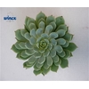 Echeveria Derenbergii Blue Cutflower Wincx-5cm