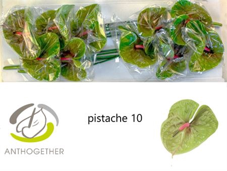 <h4>Anth Xl Pistache Long Stem</h4>