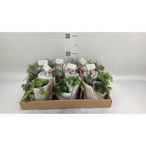 Arr.   Kamerplant Groen L%