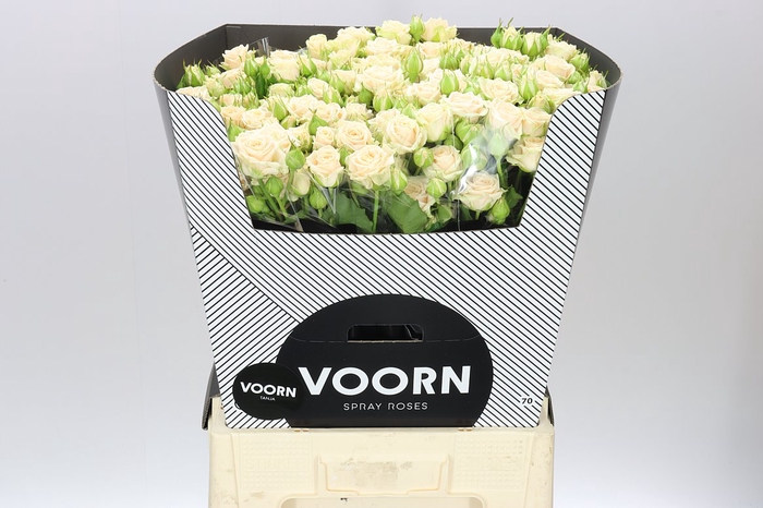 <h4>Rosa Tr Tanja</h4>