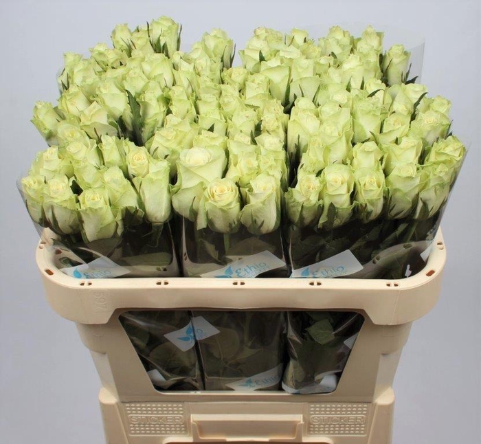 <h4>R GR ATHENA</h4>