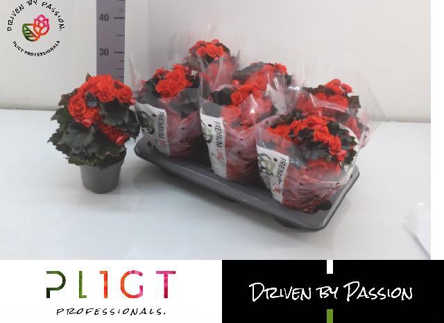 <h4>BEG DU MOCCA ORANGE</h4>