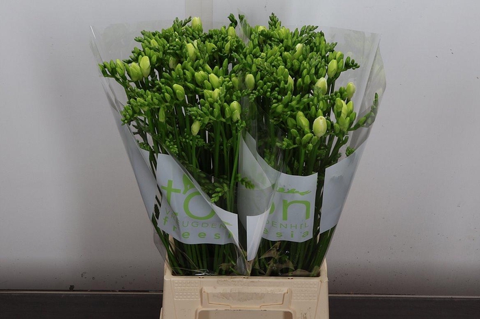 <h4>Fr En Diamond River</h4>