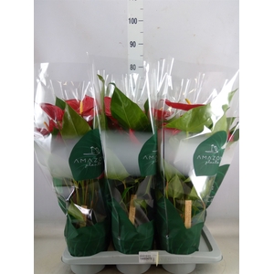 Anthurium andr. 'Nevada'