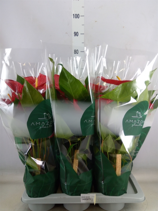 <h4>Anthurium andr. 'Nevada'</h4>