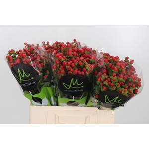 Hyp Tomato Flair