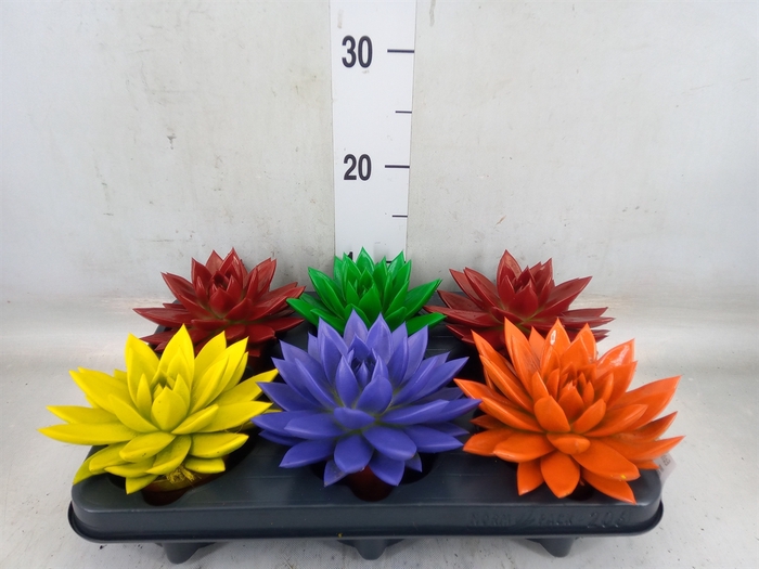<h4>Echeveria  'Miranda'</h4>