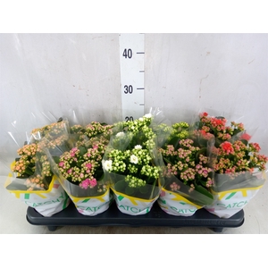 Kalanchoe blos.   ..rosebud mix  5