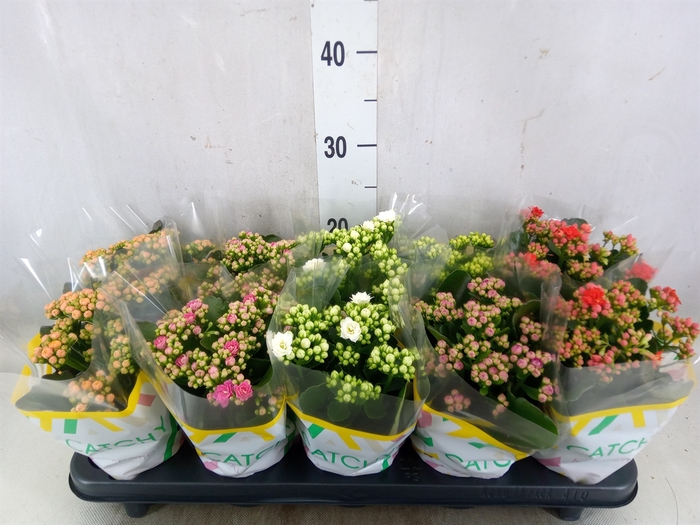 <h4>Kalanchoe blos.   ..rosebud mix  5</h4>