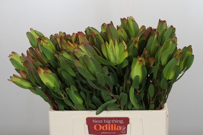 <h4>Leucadendron Laurel Yellow Spray</h4>