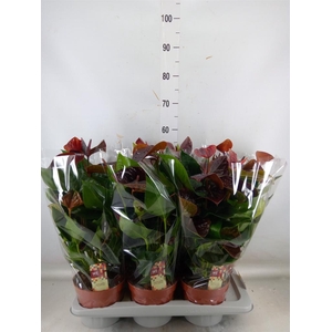 Anthurium andr. 'Essencia'