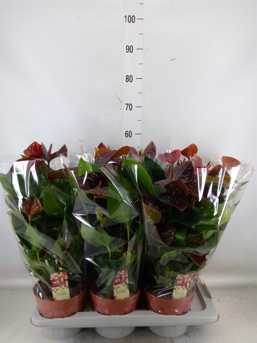 <h4>Anthurium andr. 'Essencia'</h4>