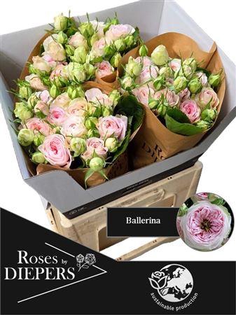 <h4>R Tr Ballerina</h4>