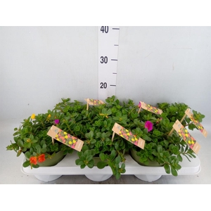 Portulaca   ...mix in pot