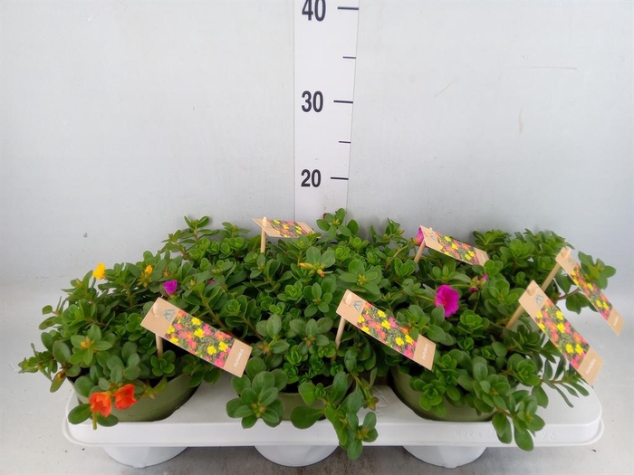 <h4>Portulaca   ...mix in pot</h4>