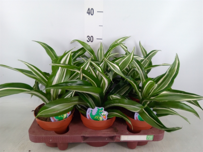 <h4>Dracaena frag. 'Jade Jewel'</h4>