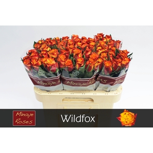 R GR WILDFOX