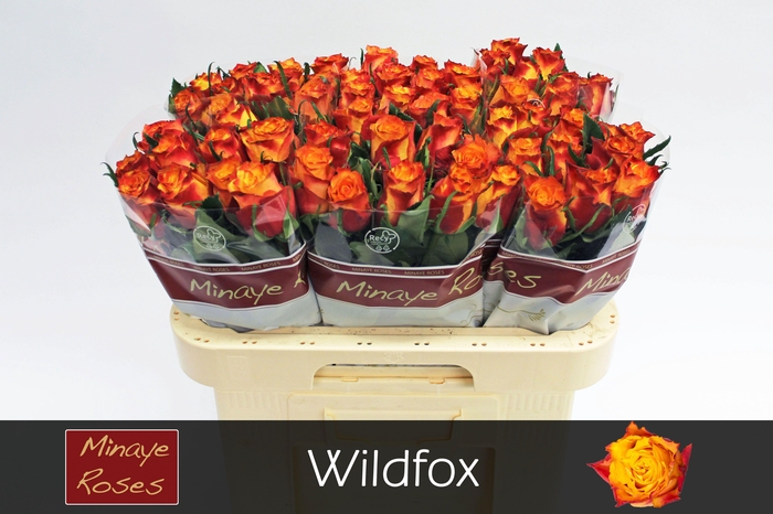 <h4>R GR WILDFOX</h4>