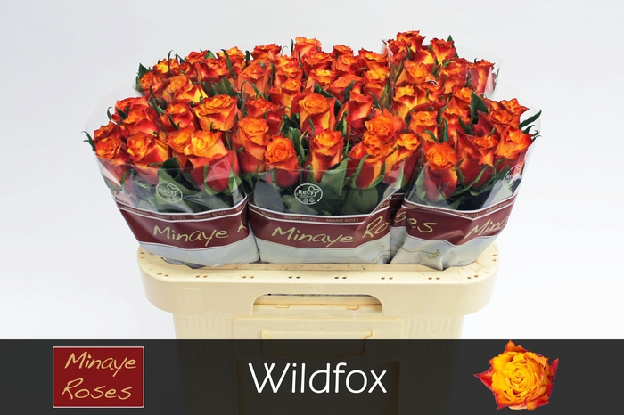 <h4>R GR WILDFOX</h4>