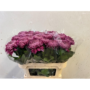 CHR G REGALM PURPER