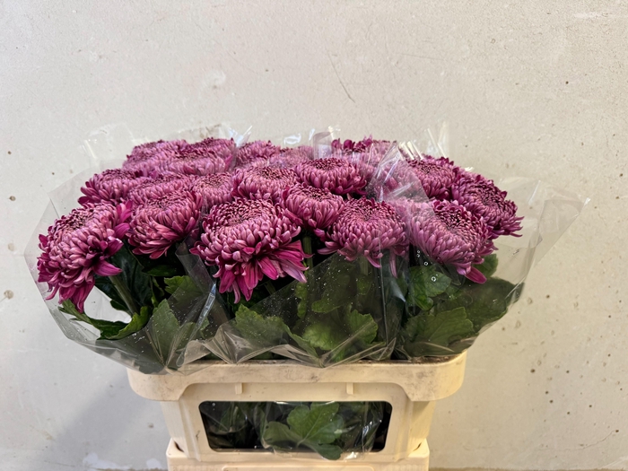 <h4>CHR G REGALM PURPER</h4>
