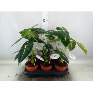Alocasia   ...
