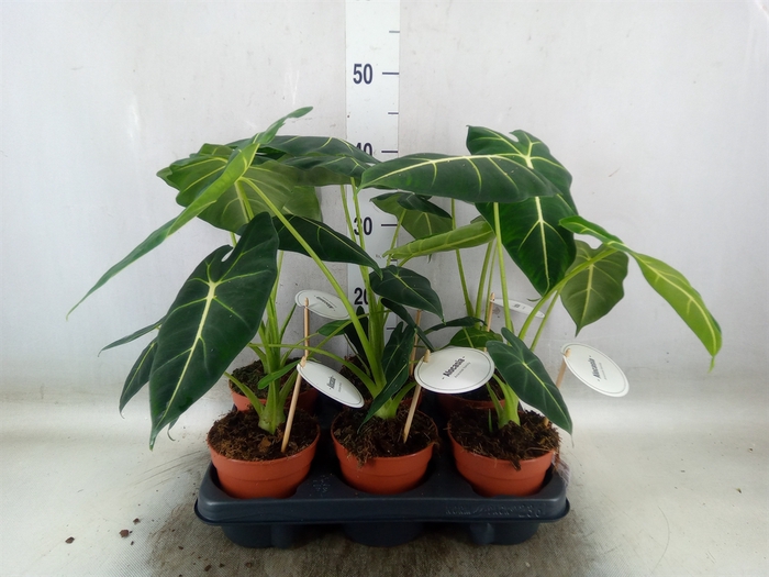 <h4>Alocasia   ...</h4>