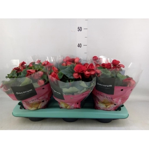 Begonia elat. DU 'Baladin'