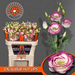 EUS G EXCAL HOT LIPS