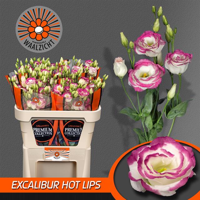 EUS G EXCAL HOT LIPS