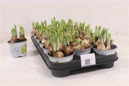 <h4>Narc O Tete A Tete</h4>