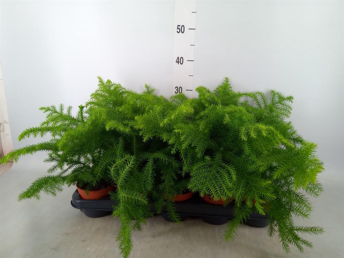 <h4>Araucaria heterophylla</h4>