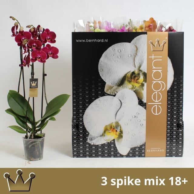 <h4>PHAL GEM 7 KL</h4>