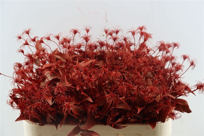 <h4>Clematis Kbh Red</h4>